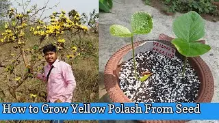 How to Grow Yellow Polash Plant from Seed Successfully ?