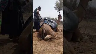 Hardworking Girl in the Old West Watering Camels