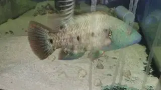 Broomtail Wrasse $749 - Red Sea