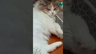#subscribe #shortvideo #funny #омархаям