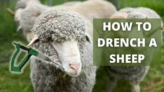 The 3 Easy Steps To Drench A Sheep