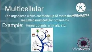 What is cell?Types of organisms on the basis of cell....
