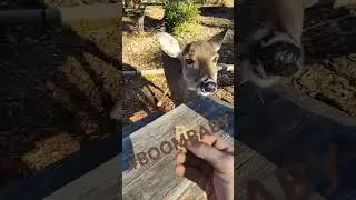 This deer is a blessing #boombaby #meat #deermeat #live #life #lifeisprecious
