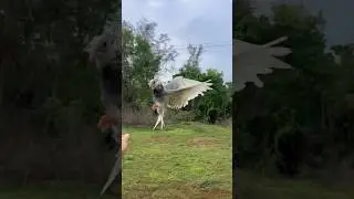 Hand training pigeon | training my pigeon #shorts #pigeontraining #viral