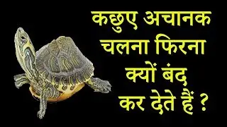 कछुए अचानक चलना फिरना बंद क्यों कर देते हैं || Paralysis in Turtle / Tortoise || Dr Nagender Yadav