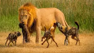 Top 10 Most Dangerous Dog breeds In The World | 10 Dog Breeds That Are Every Thief&rsquo;s Worst Nightmare