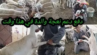 أفضل  الخلطة علف ديال لنعجة الوالدة 