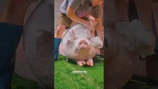Делает массаж своей свинки