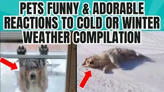 Funny & Adorable PETS REACT to COLD WEATHER! ANIMALS Reactions to Snow & Winter Weather COMPILATION