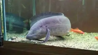 damien the lungfish eating