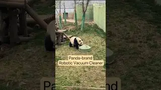 Panda-brand Robotic Vacuum Cleaner #panda #pandachina #animal #funny #Robotic Vacuum Cleaner