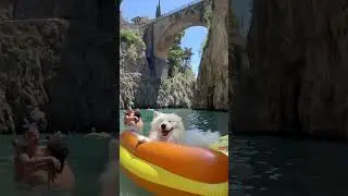 funny and cute dog #shortvideo #shorts #monkylove #funny #cute #anime #cat #dog