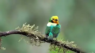 Multicolored Tanager &ndash; A Must-See on Your Next Photography Tour!