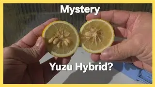 Выносливый цитрусовый гибрид Юзу или гибрид Ичан Папеда?