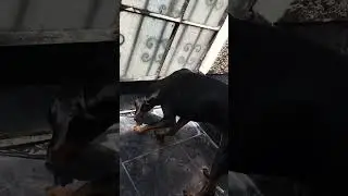 Mi perro reniega con perros callejeros