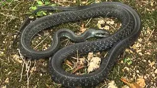 Aesculapian Snake (Zamenis longissimus) defensive behaviour
