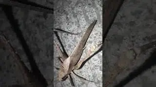 Mecopoda nipponensis #amazing #viral #youtubeshorts #insects balisok sok