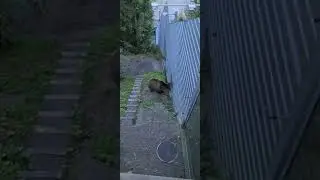 bear runs up the stairs 🐻