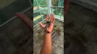 Pygmy Marmoset: The Tiny Monkey with Big Surprises!