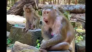 Lovely baby monkey so cute With mom monkey so cute #babymonkey 