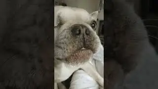 doggie chomps✨️🍽 #foryou #dog #fyp #makeitviral