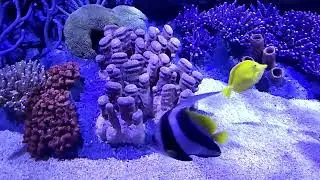 Heniochus Butterflyfish