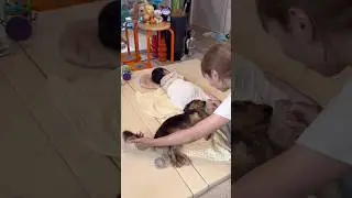 He Loves His Baby Sister… But His Tail Won’t Stay Quiet 🥹🐶