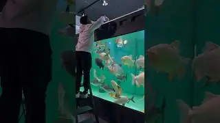 6000 gallons monster fish aquarium 🙌🔥