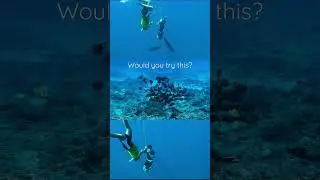 Travel goals | Free Diving #adventure #freediving #travelexperience #shortsclip