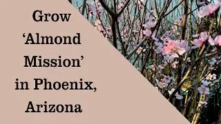 Grow Almond Mission, Texas, Sweet Almond Nut Tree, in Phoenix, Arizona