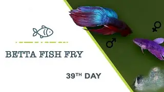 Betta fry 39th day. Рыбка петушок, малек 39 день. 公鸡鱼炒39天