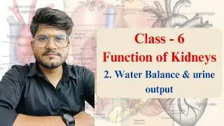 Water Balance & urine output | Class - 6 | #urinarysystem #Excreatorysystem #Renalsystem
