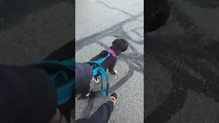 Destiny and Lenny at Lorain County Dog Kennel
