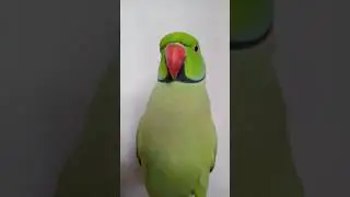 #parrots #parrotsofinstagram #parrotlover #instaparrot #parrotlet #parrotlovers #parrots_life