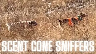 Pheasant Hunting-Charlie works a scent cone| Simple Hunts E54 #pheasanthunting #birddog #birdhunting