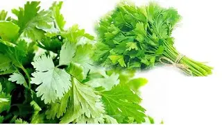 AWET SAMPAI BERBULAN BULAN 😱 Cara Simpan daun Seledri ❗biar tetap Segar Dan tahan lama