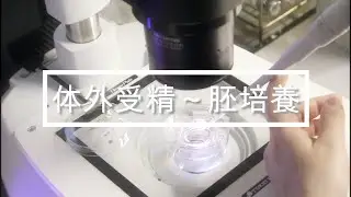 体外受精(ふりかけ法)～胚培養まで