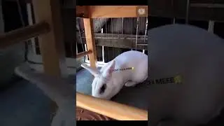 Angry bunny😤