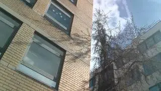 Crow sounds like an alarm