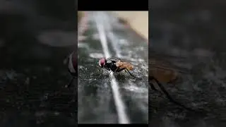 Flaying Insect Micro Video #insects #insect #nature #viralmoment #official