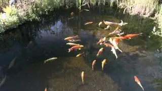 Gartenteich mit Koi, Sterlet und Regenbogenelritze