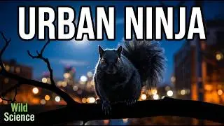 Unseen Black Squirrel Defense Tactics That Actually Work