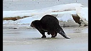 Saukko juoksee j&auml;&auml;ll&auml; (Lutra lutra) - Otter - Utter | Canon PS SX70 | Pattijokisuu, Raahe 3.4.2020