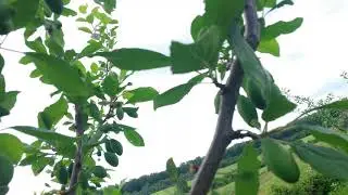 Livada prun stanley anul 4