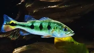 Raising a monster. MONSTER PREDATOR FISH.