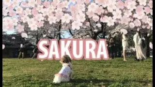 I brought my dog to Japan from Philippines (Cebu) | Sakura