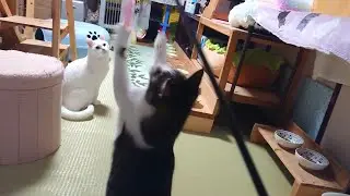 猫じゃらしで遊ぶ猫達。