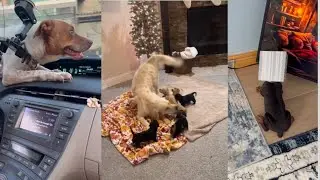 Hilarious and Cute Dog Videos to Make You Laugh and Smile - Funny Dog Compilation #10