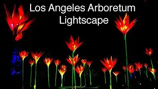 Los Angeles Arboretum Lightscape