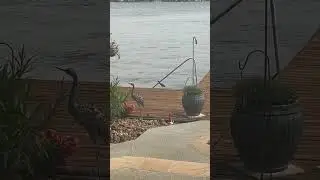 Little Green Heron Fishing and Catching! Amazing Bird in the Wild!  #greenheron #fishing #lakeconroe